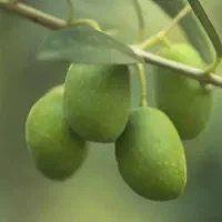استخدام فروشنده آقا در زیتون سرا رودبار