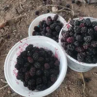 شاتوت|خوردنی و آشامیدنی|نیشابور, باغرود|دیوار
