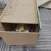 جفت عروس پاریس