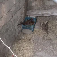 مرغ زینتی پاکستانی
