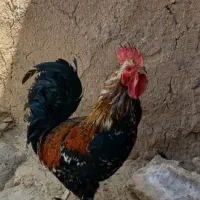 خروس محلی