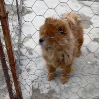 سگ چاوچاو