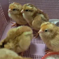 فروش جوجه نژاد ردآیلند