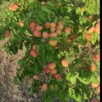استخدام  در امورباغداری و کلیه کارهای کشاورزی