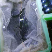 بچه ماهی گوپی