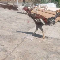 خروس لاری