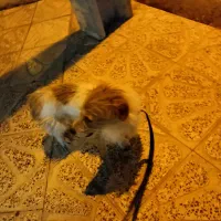 سگ فروش و معاوضه با حیوان