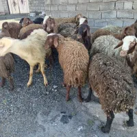 کاور کهنه و پاییززا نر داشتی