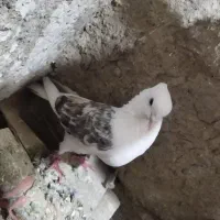 کفتر دوکت سرور