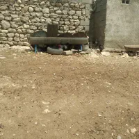فروش چند تا خروس محلی ۸ ماهه