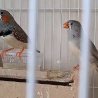 فنچ زبرا بالغ