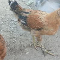 جوجه خروس وباریک