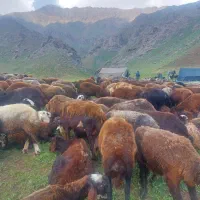 بره نر ماده میش شیشک بز بزغاله کوهستان