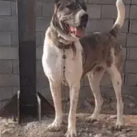سگ گله