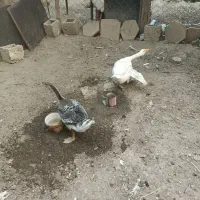 قوغاز