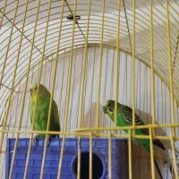 یک جفت مرغ عشق نرو ماده