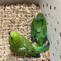 جوجه ملنگو نرم خور سرلاکی