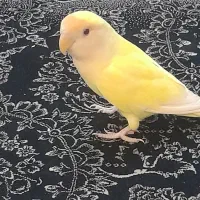 طوطی برزیلی سالم سلامت دستی نیست