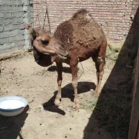 شتر فروشی و معاوضعه