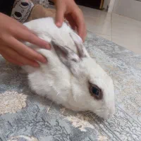 خرگوش