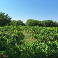 باغ-و-باغچه-در-تاکستان-قزوین