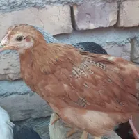 جوجه مرغ دو ماهه|حیوانات مزرعه|گناباد, |دیوار