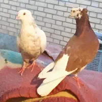 کفتر سالم