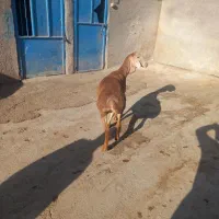 ۱عددگوسفندچینی