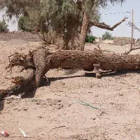 تنه درخت گز