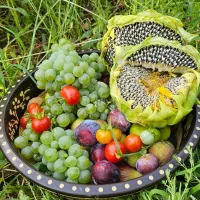 نگهبان خانه روستایی