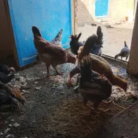 خروس