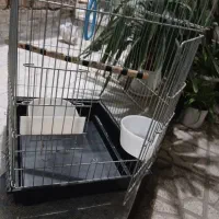 قفس بزرگ برای عروس هلندی طوطی برزیلی مرغ مینا و...