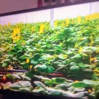ال سی دی 42اینچ سامسونگ