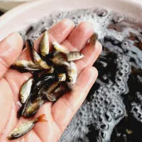 بچّه ماهی کپُور خوزستان
