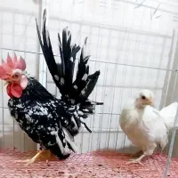 مرغو خروس چاپنیز