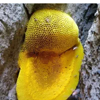 عسل کوهی درجه ۱