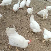 مرغ سفید تخمی