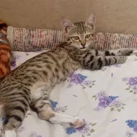 گربه