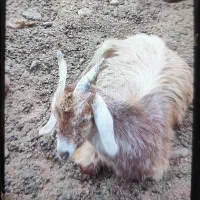 فروش کهره