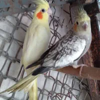 عروس هلندی فول اشتی
