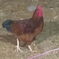 جوجه خروس ۳ماهه درشت