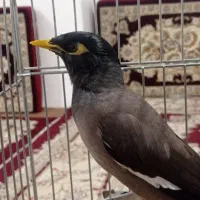 مرغ مینا سخنگو و اهلی