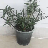 گل و گلدان