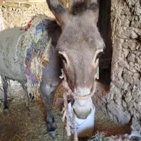 الاغ یا خر فروشی