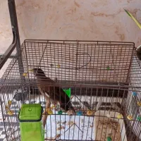 مرغ مینا