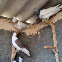 سه عددکفتر رنگه نرقلدر