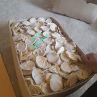 موسیر پلاک