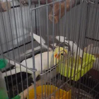 طوطی