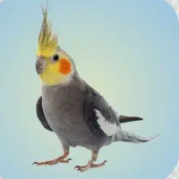 یک عدد عروس هلندی