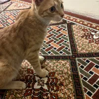 گربه برای واگذاری